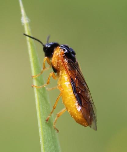 Selandria serva